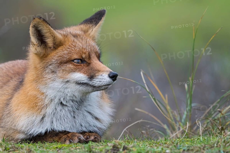 Red fox