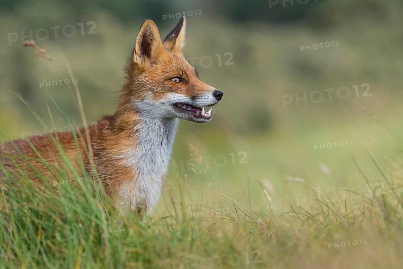 Red fox