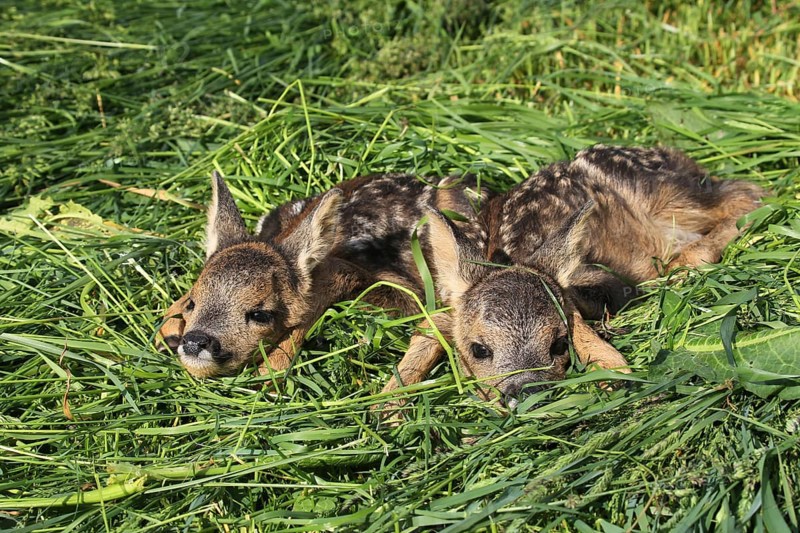 European roe deerkitze
