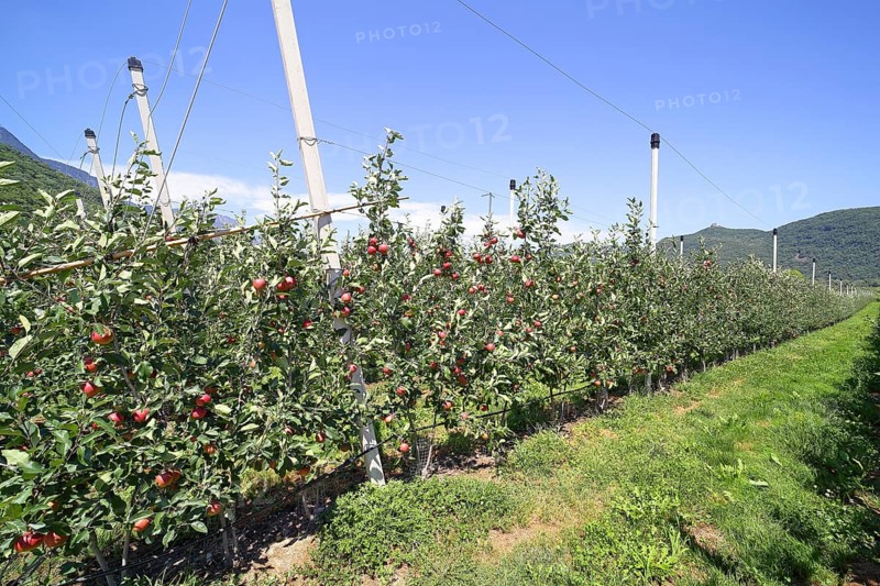 Intensive fruit cultivation Apples