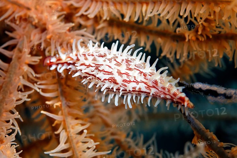 Ovulid