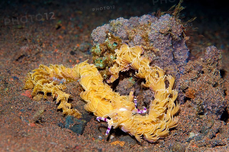 Two sea snails