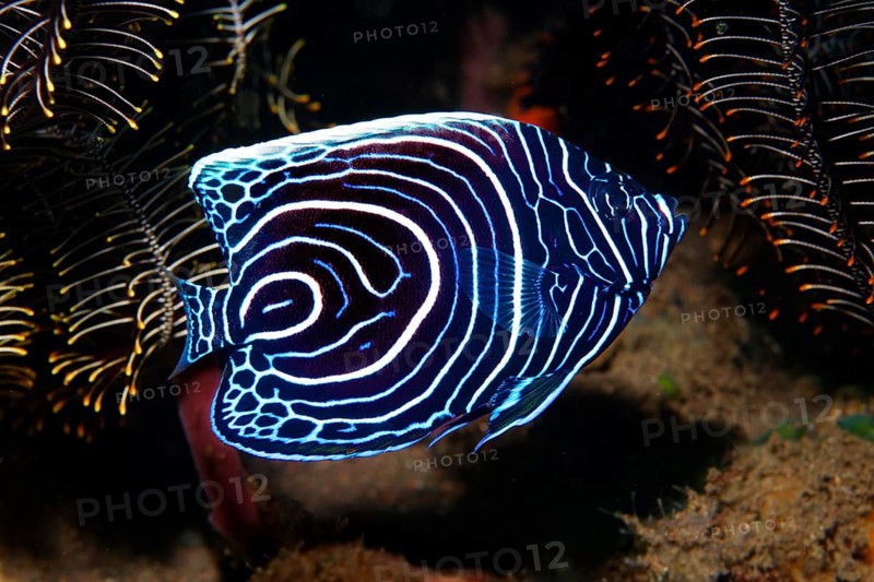 Emperor angelfish