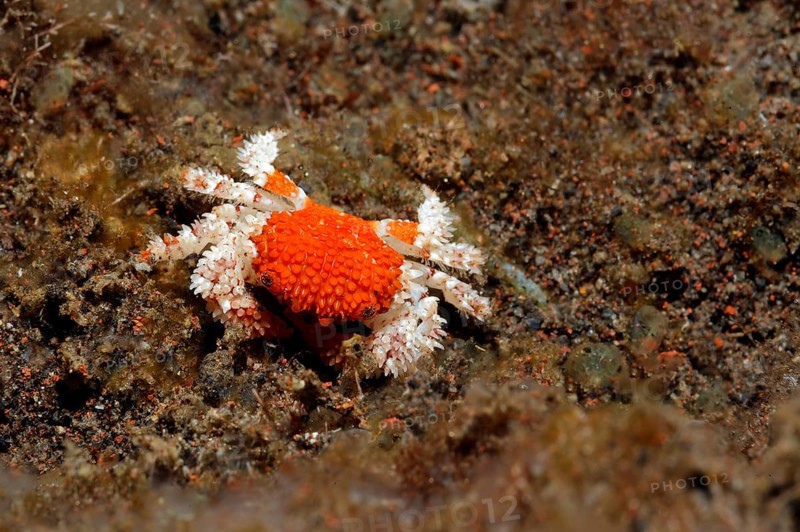 Xanthide crab