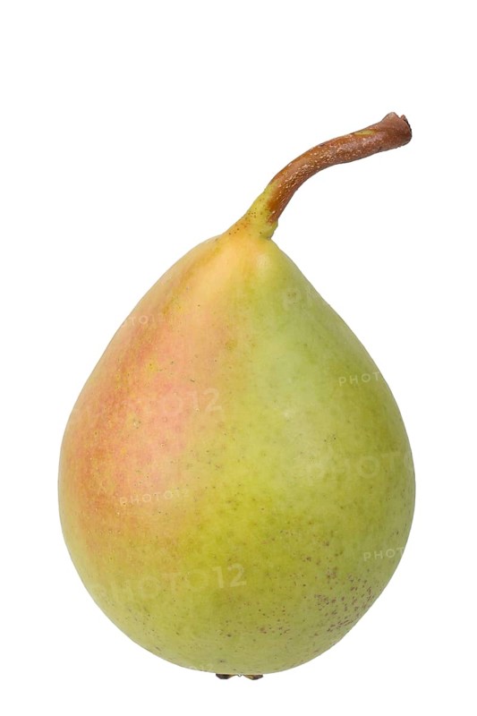 Pear variety Coscia