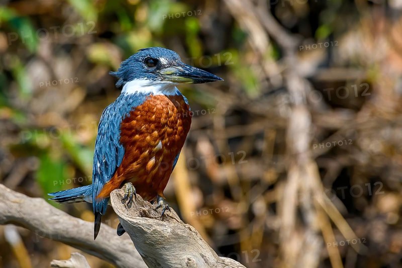 Ringed kingfisher