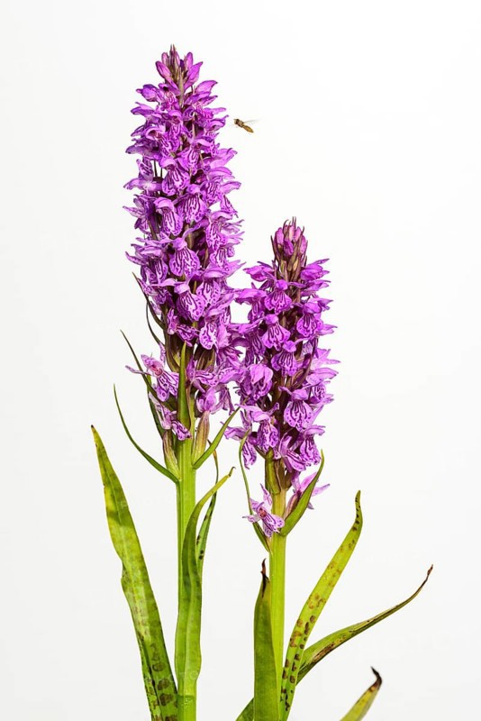 Southern marsh orchid