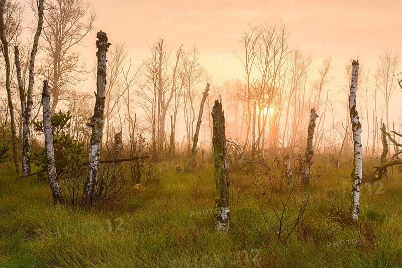 Dead birches in the rewetting area in the Goldenstedter Moor at sunrise