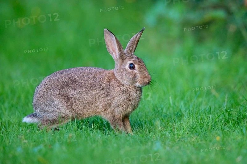 European rabbit