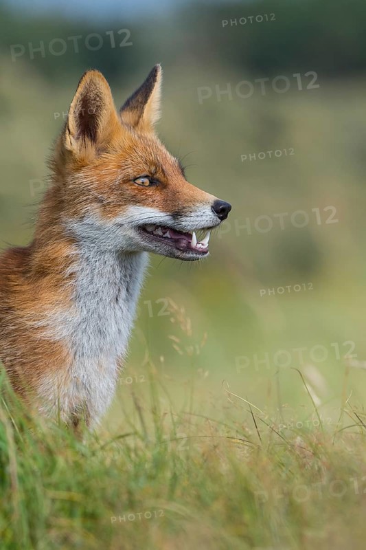 Red fox