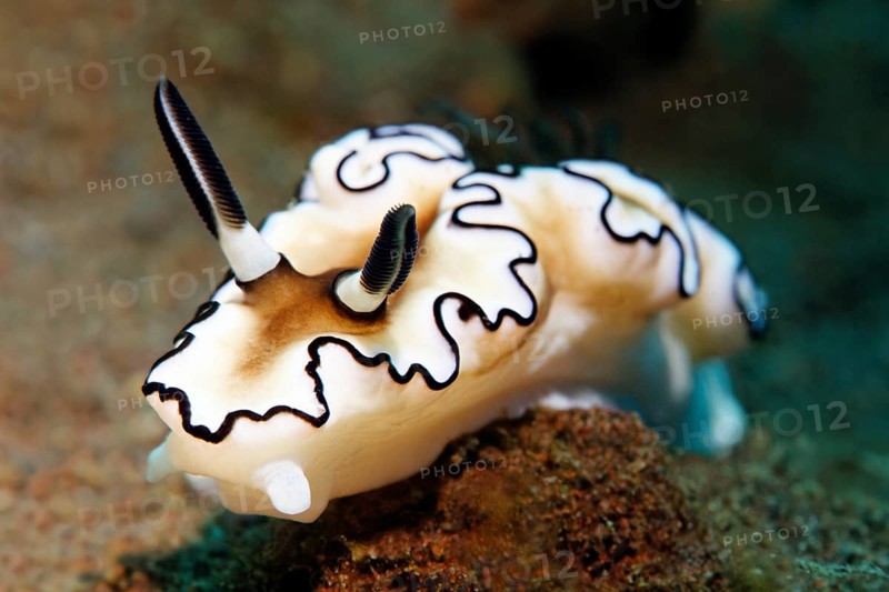 Dark Margin Glossodoris
