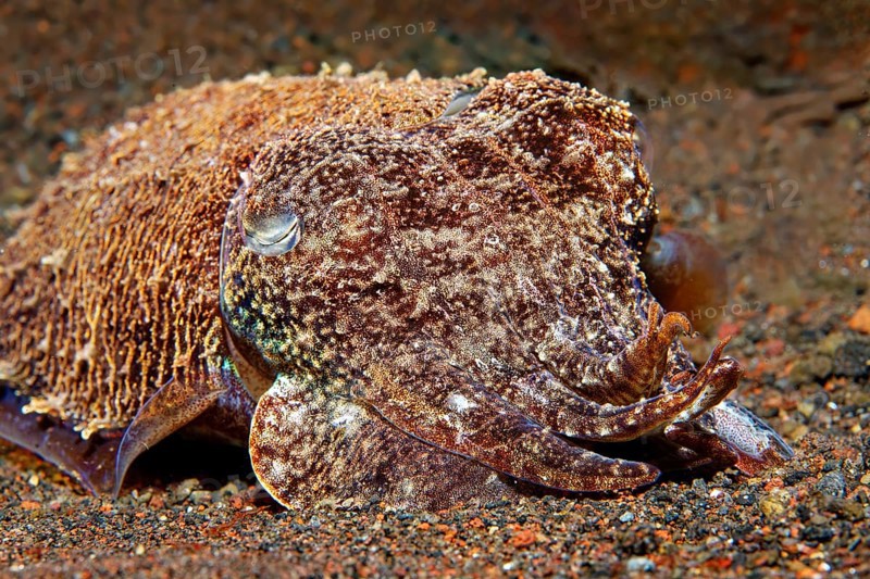 Broadclub Cuttlefishas well