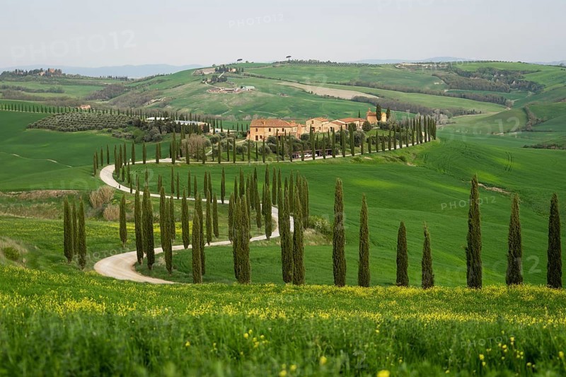 Curvy road with cypresses near Asciano