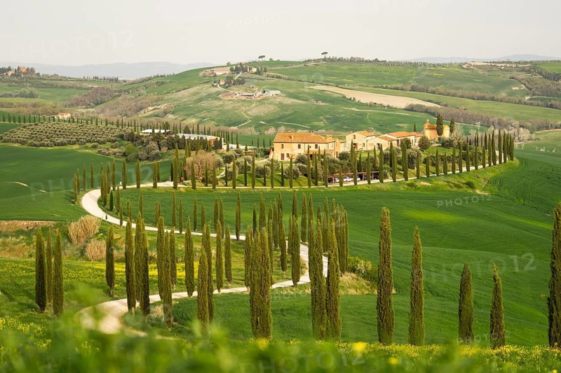Curvy road with cypresses near Asciano