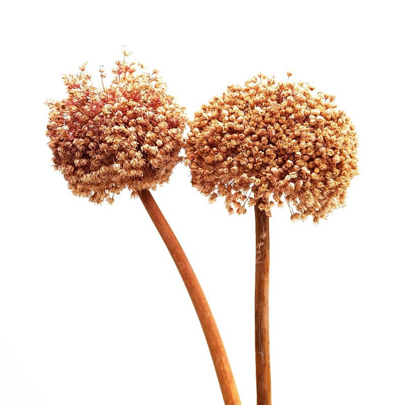 Close up shot of Alium flower head