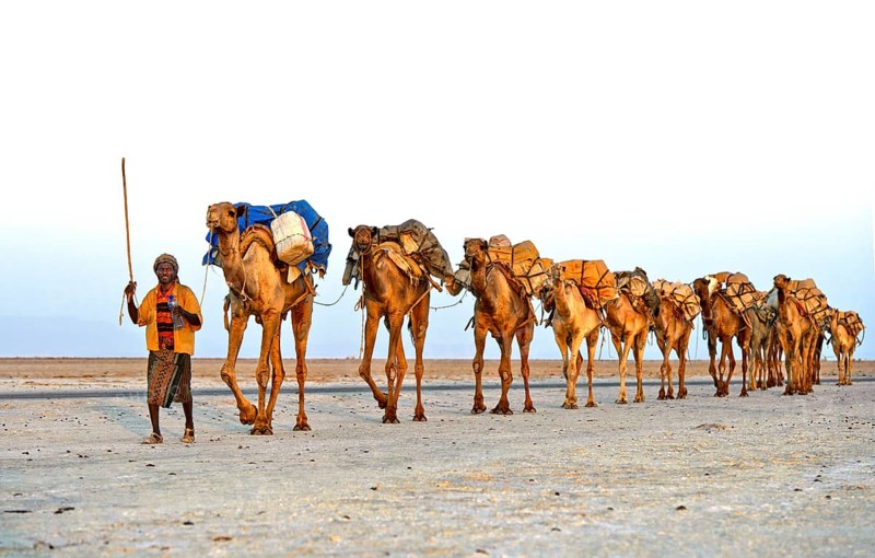 Caravan guide leads dromedaries loaded with rock salt plates across the Assale Salt Lake