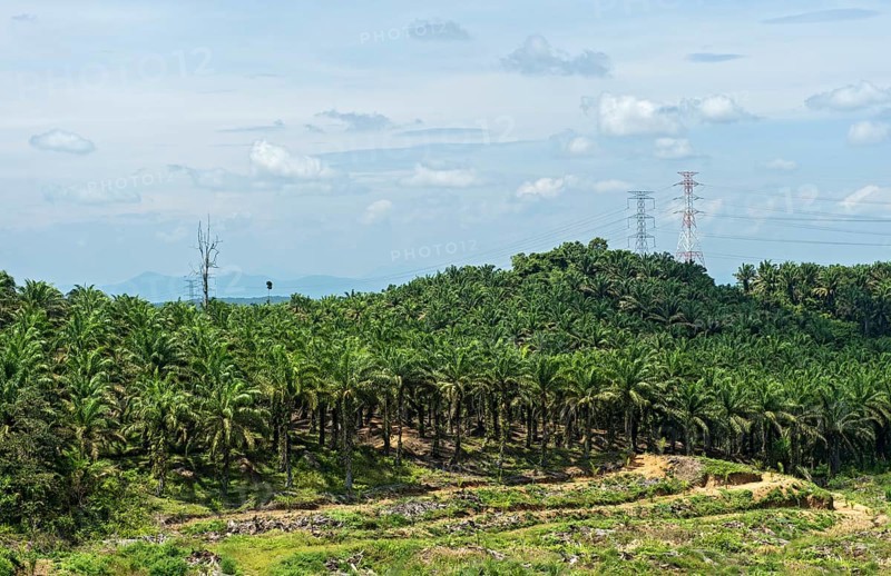 Commercial plantations with African oil palms ( Elaeis guineensis) have displaced the original tropical rainforest