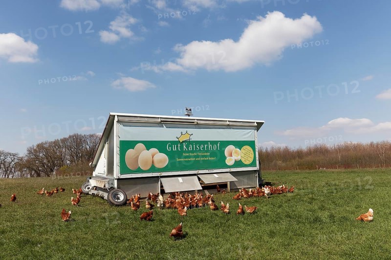 Mobile chicken house and chickens on the meadow