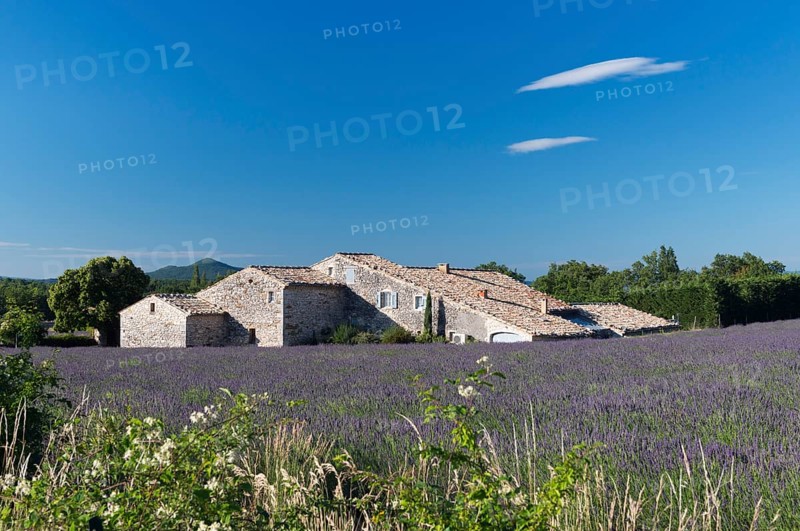 Stone house with lavender field (Lavandula angustifolia)
