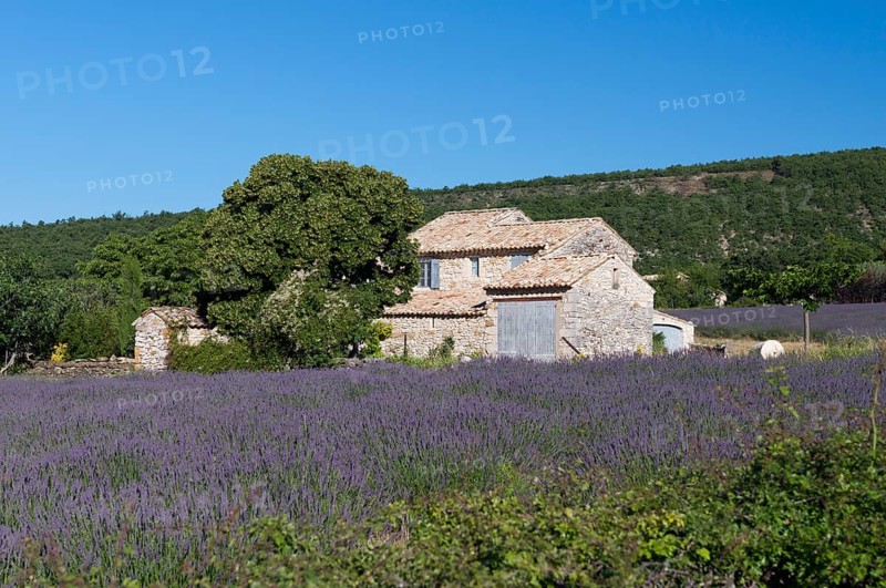 Stone house with lavender field (Lavandula angustifolia)