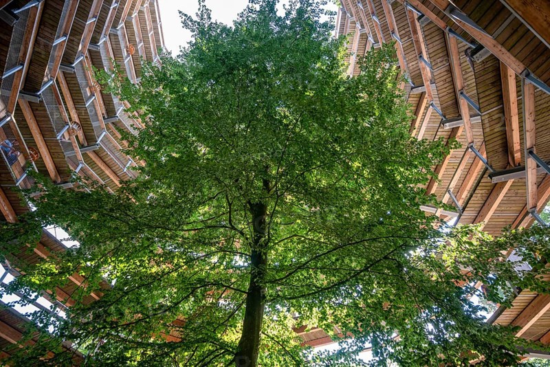 Tree top walk with copper beech (Fagus sylvatica)