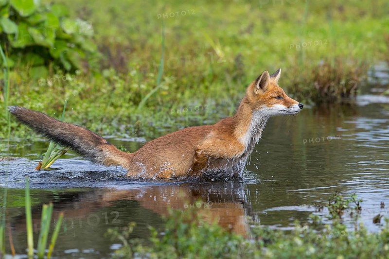 Red fox (Vulpes vulpes) crosses waters