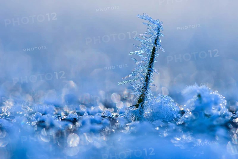 Ice crystals on a culm