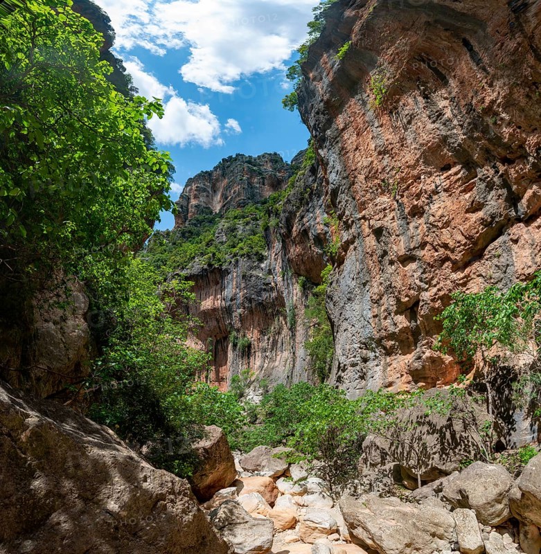 Green trees in the gorge