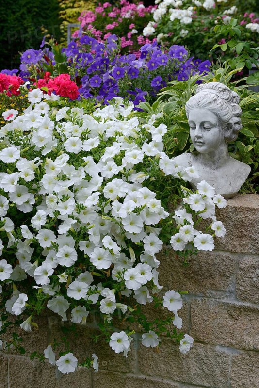 Flowering white Petunias
