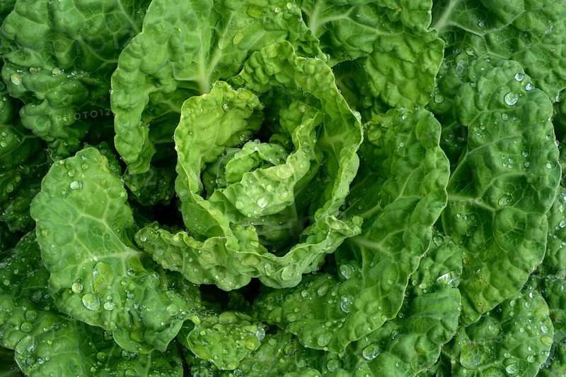 Savoy cabbage