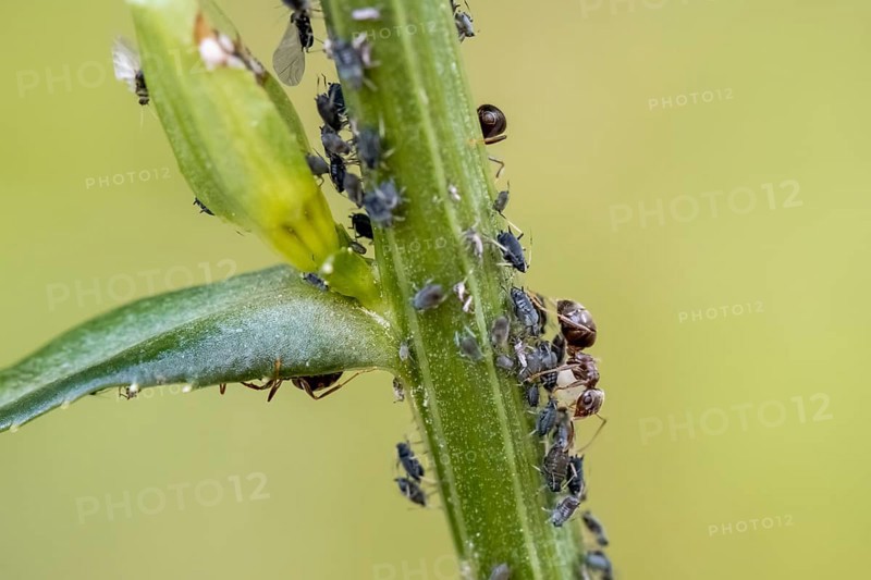 Ant