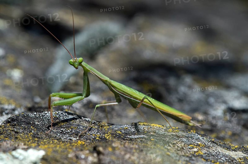 European mantis