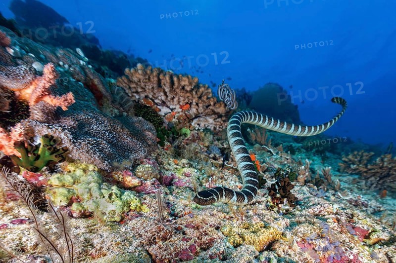 Colubrine sea krait