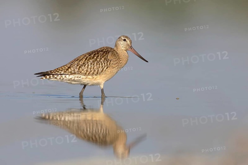 Bar-tailed Godwit