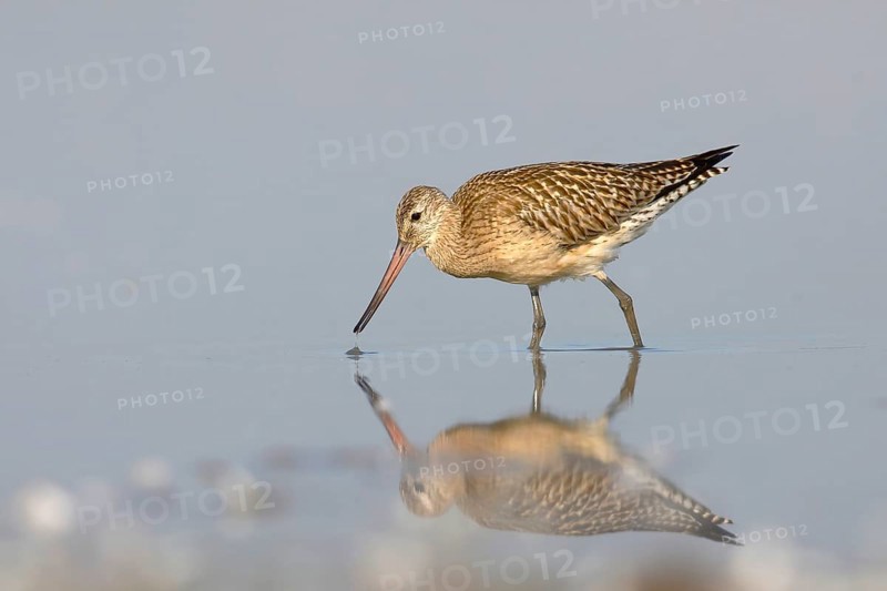 Bar-tailed Godwit