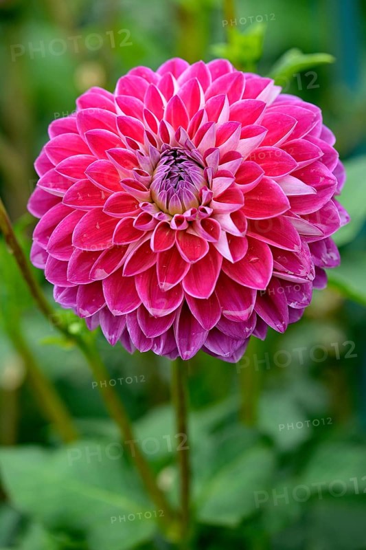 Decorative Dahlia