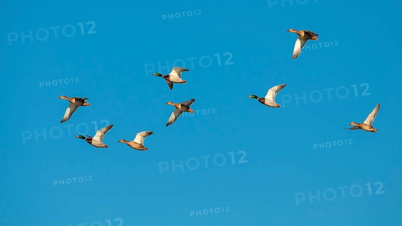 Crowd Mallards