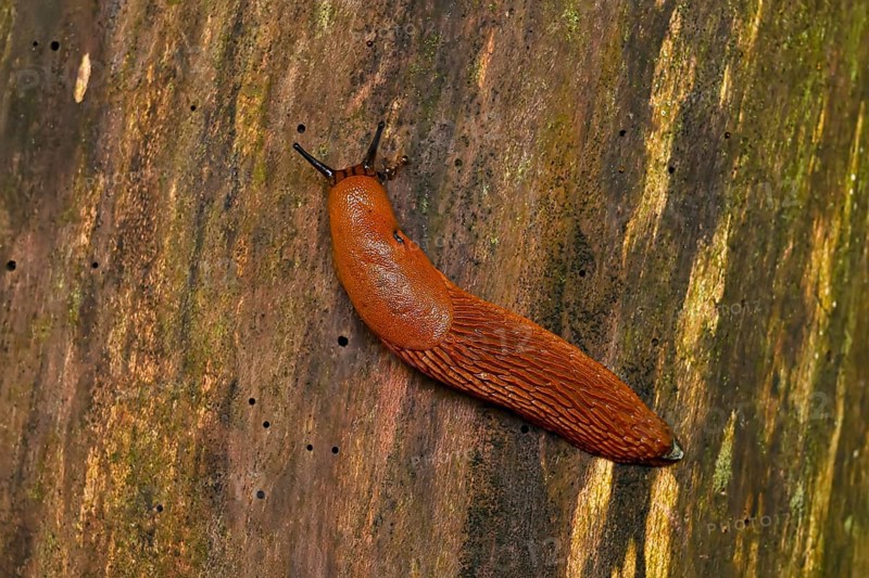 Slug