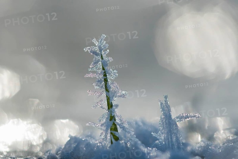 Ice crystals on a culm