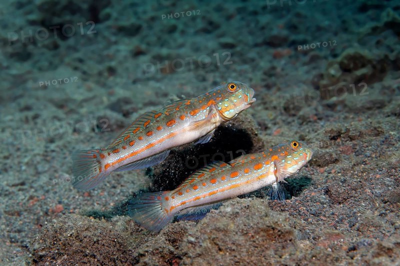 Pair Orange-spotted sleeper-goby