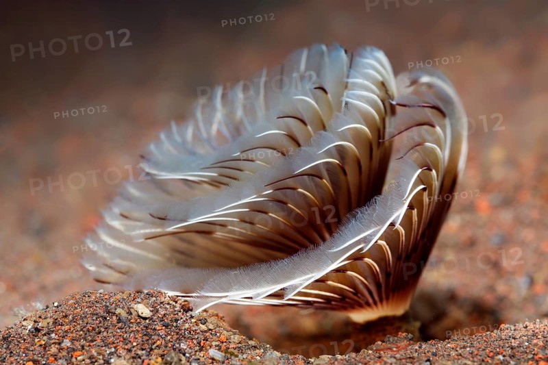 Feather duster worms