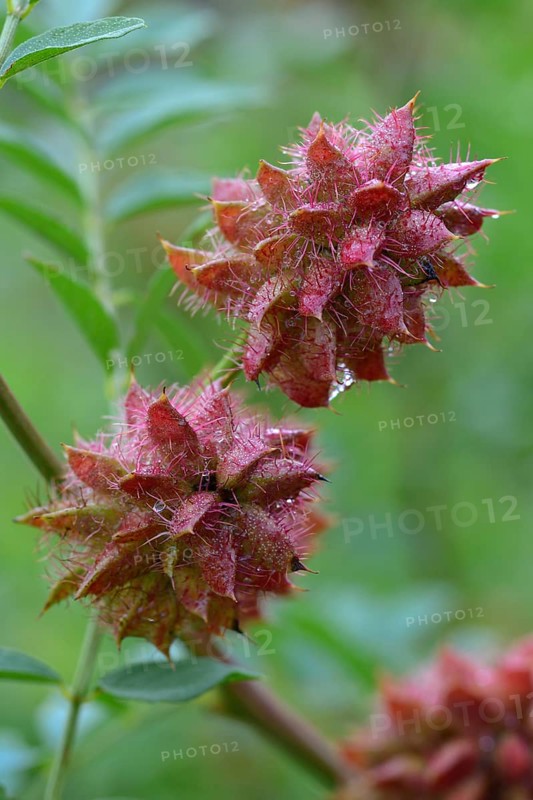 Chinese licorice