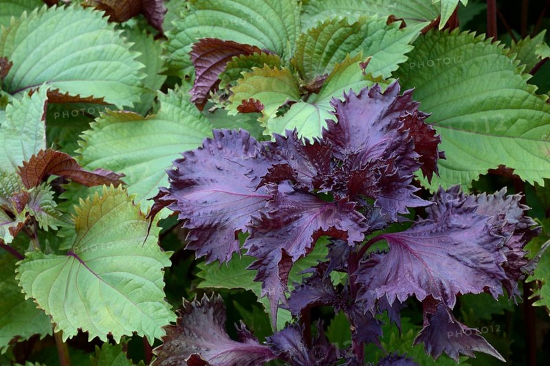 Green-leaved and red-leaved curly Perilla frutescens
