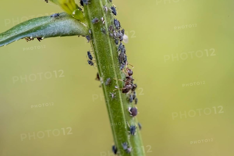 Ant