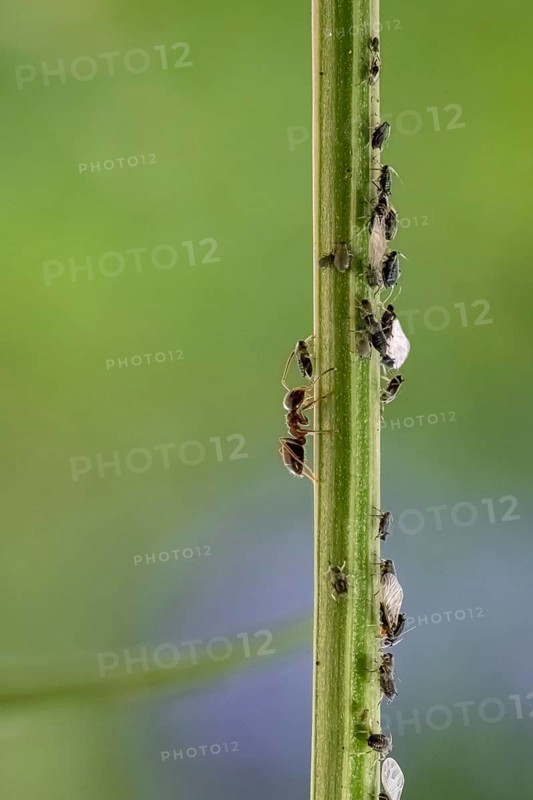 Ant