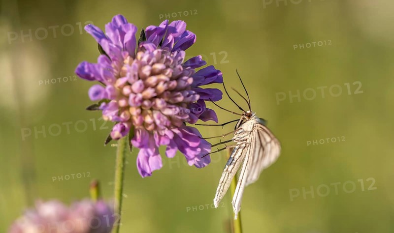 Black-veined white