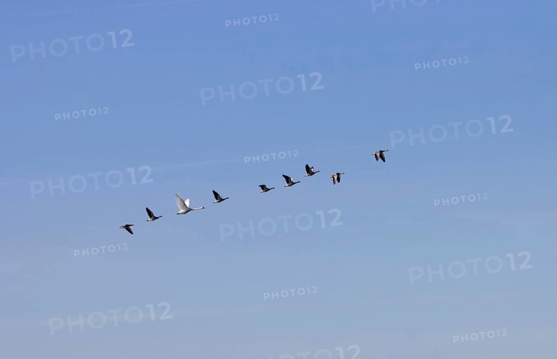 Eight grey geese and a swan
