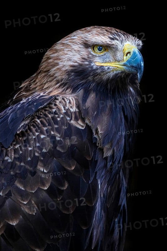 Eastern imperial eagle