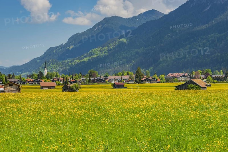 Alpine meadow