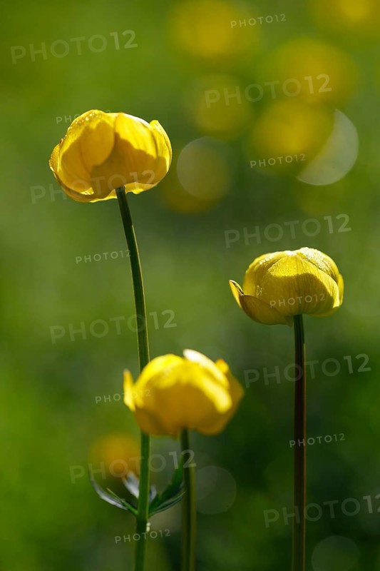 Troll flower